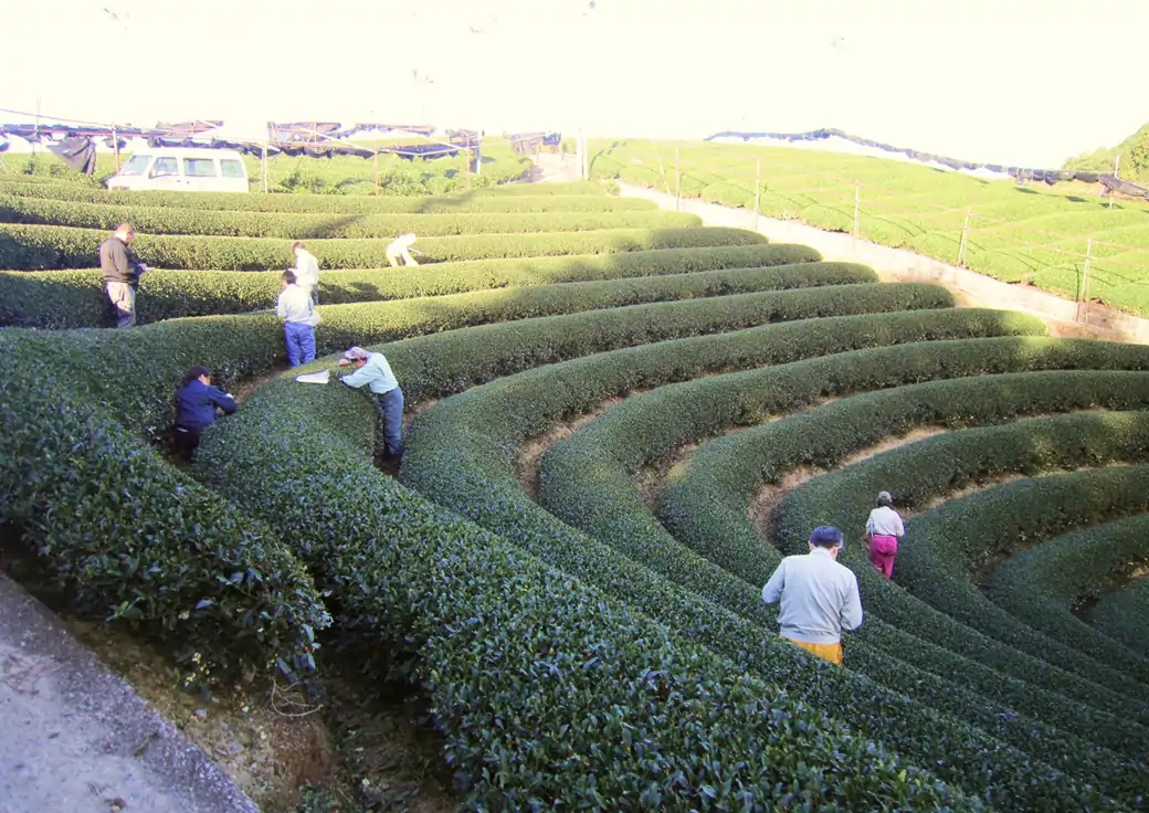 京都府茶生産協議会とは
