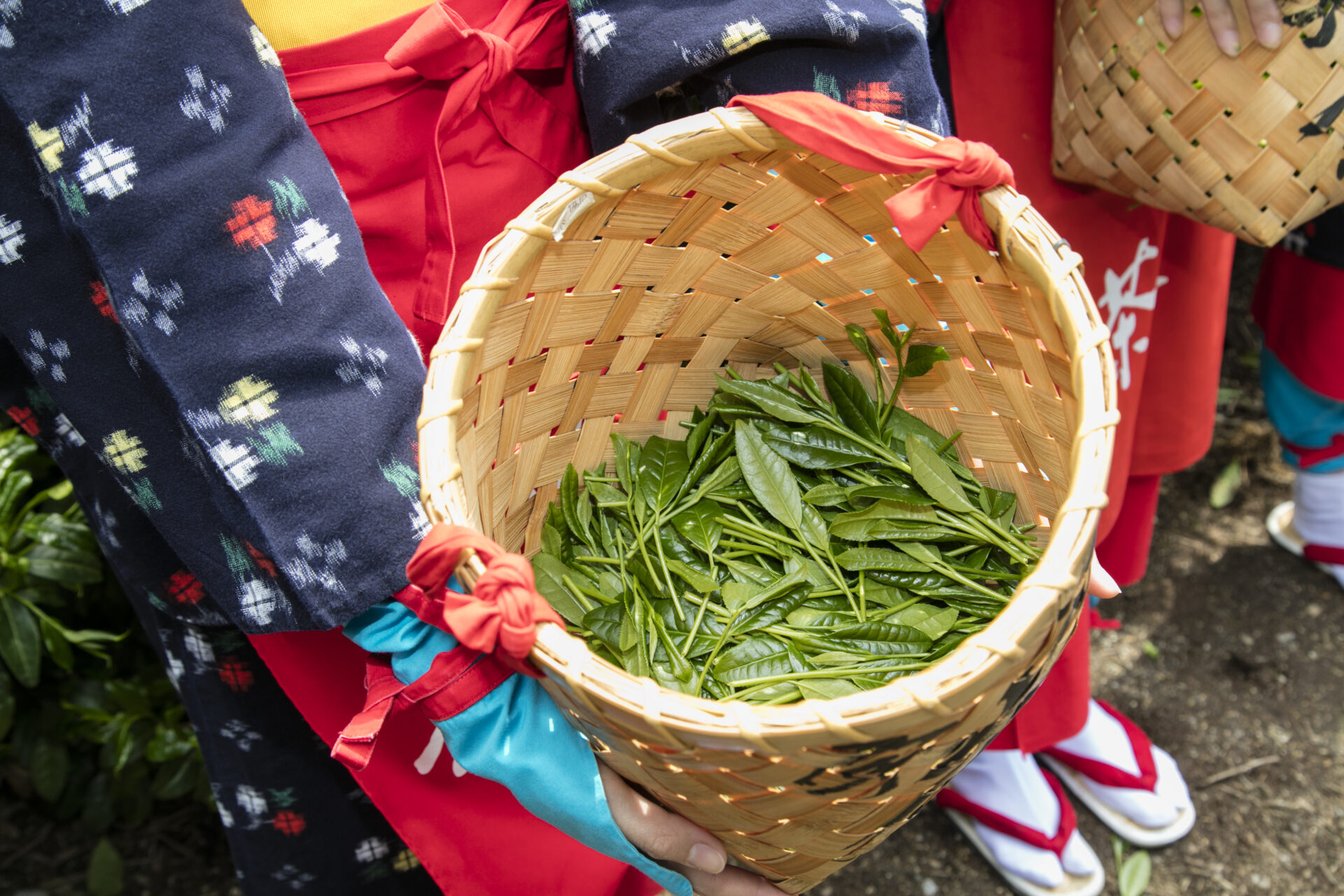 令和７年５月１日（木）に「宇治新茶 八十八夜茶摘みの集い」を開催します！